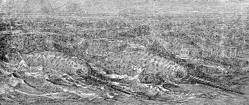 独角鲸群(Monodon Monoceros) - 19世纪